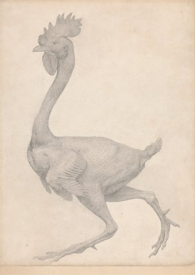 Ave, Vista Lateral com a Maioria das Penas Removidas (Estudo Acabado para a Mesa X) de George Stubbs