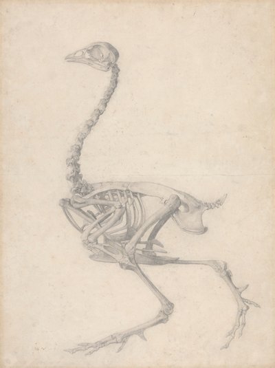 Esqueleto de galinha, Vista Lateral (Estudo Acabado para a Tabela V) de George Stubbs