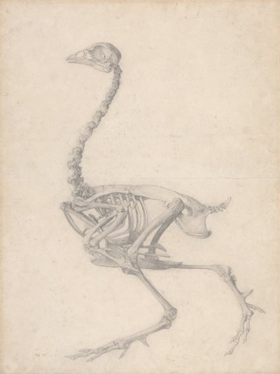 Esqueleto de aves, vista lateral (estudo finalizado para a Tabela V) de George Stubbs
