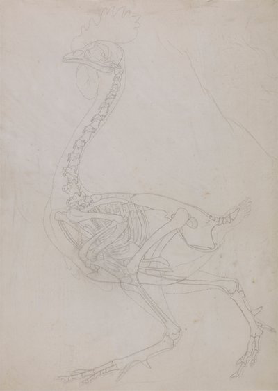 Esqueleto de aves, Vista Lateral (Esboço do desenho) de George Stubbs