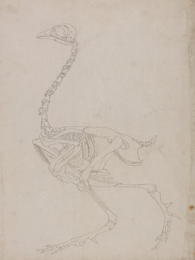 Esqueleto de galinha, Vista Lateral (Esboço do esqueleto) de George Stubbs