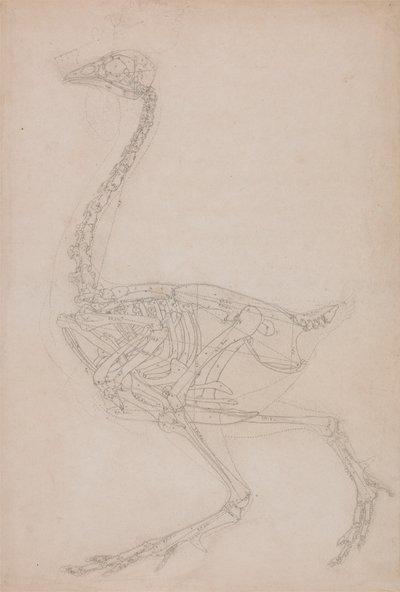 Esqueleto de Aves, Vista Lateral (Provavelmente Estudo Básico das Proporções do Esqueleto de Aves Utilizado para Outros Desenhos) de George Stubbs