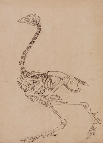 Esqueleto de aves, Vista Lateral (Estudo para o índice da Tabela V) de George Stubbs