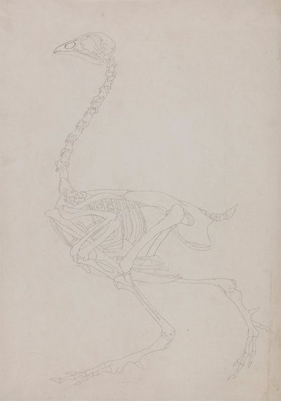 Esqueleto de galinha, Vista Lateral de George Stubbs