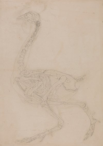 Esqueleto de galinha, Vista Lateral de George Stubbs