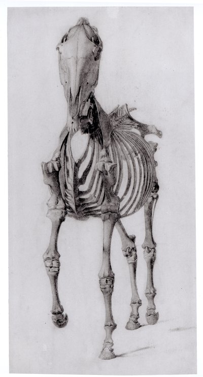 Vista frontal do esqueleto de um cavalo, estudo n º 10 da anatomia do cavalo, 1766 de George Stubbs