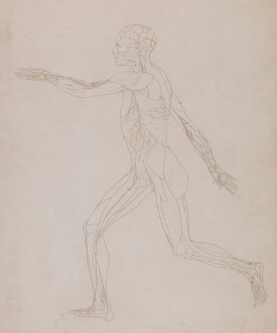 Figura Humana, Visão Lateral (Relacionada com o Quadro XIII, estudo detalhado dos vasos sanguíneos que fornecem os músculos) de George Stubbs