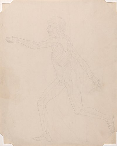 Figura Humana, Vista Lateral de George Stubbs