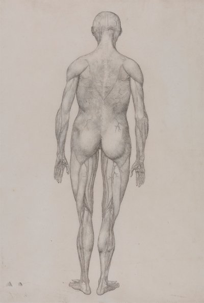 Figura Humana, Vista Posterior (Quase Idêntica ao Desenho Acabado para a Tabela XII) de George Stubbs