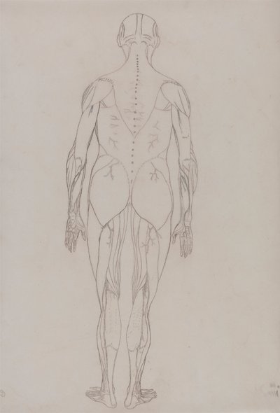 Figura Humana, Vista Posterior (Desenho de Esquema para Figura Chave da Tabela XII) de George Stubbs