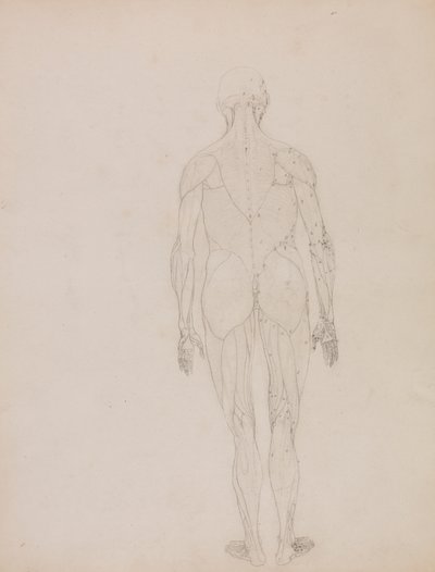 Figura Humana, Vista Posterior (Esboço de desenho para figura chave do Quadro XII) de George Stubbs