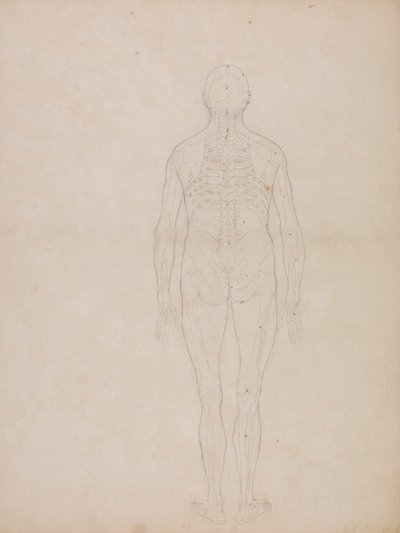 Figura Humana, Vista Posterior de George Stubbs