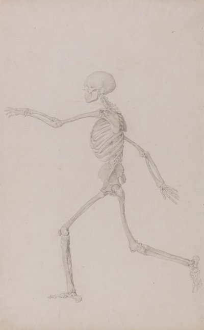 Esqueleto Humano, Vista Lateral Visto da Esquerda, Corrida (Estudo Acabado para a Tabela III) de George Stubbs