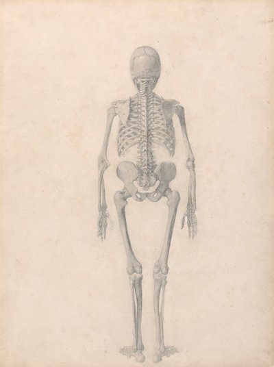 Esqueleto Humano, Vista Posterior (Estudo Acabado para a Tabela II) de George Stubbs