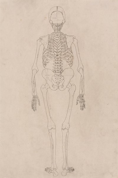 Esqueleto Humano, Vista Posterior (Relacionado com a Tabela II) de George Stubbs