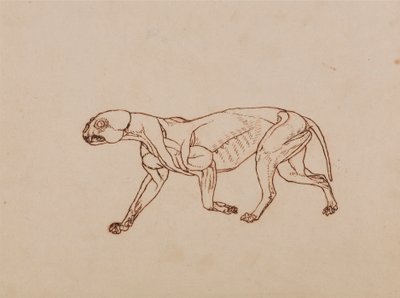 Corpo de Leopardo, Vista Lateral de George Stubbs