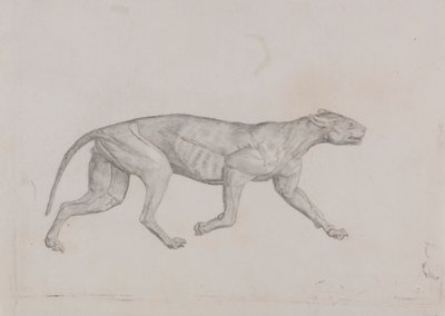 Corpo de Leopardo, Vista Lateral de George Stubbs