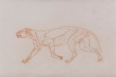 Corpo de Leopardo, Vista Lateral de George Stubbs