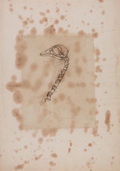 Estudo de uma cabeça e pescoço, vista lateral, de uma exposição anatômica comparativa da estrutura do corpo humano com a de um tigre e uma ave comum, 1795-1806 (caneta e tinta e grafite em pa de George Stubbs