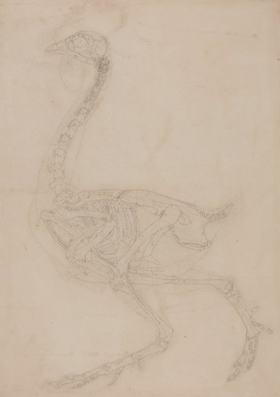 Estudo de uma ave, vista lateral, de uma exposição anatômica comparativa da estrutura do corpo humano com a de um tigre e uma ave comum, 1795-1806 (grafite em papel de palha) de George Stubbs
