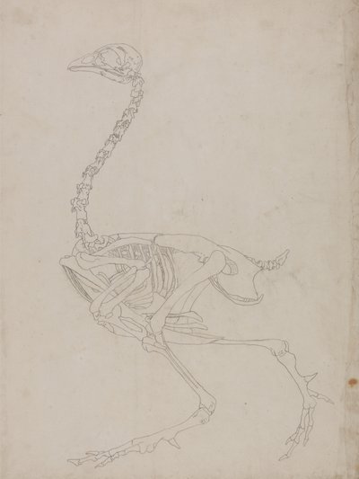 Estudo de uma ave, vista lateral, de uma exposição anatômica comparativa da estrutura do corpo humano com a de um tigre e uma ave comum, 1795-1806 (grafite em papel fino) de George Stubbs