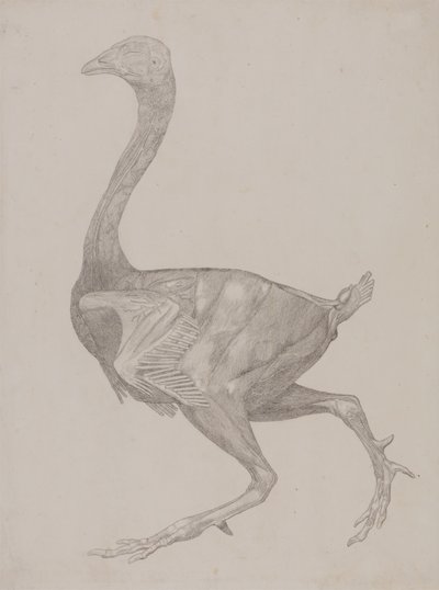 Estudo de uma ave, vista lateral, de uma exposição anatômica comparativa da estrutura do corpo humano com a de um tigre e uma ave comum, 1795-1806 (grafite em papel fino) de George Stubbs