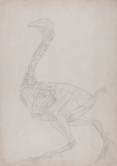 Estudo de uma ave, vista lateral, de uma exposição anatômica comparativa da estrutura do corpo humano com a de um tigre e uma ave comum, 1795-1806 (grafite em papel fino) de George Stubbs