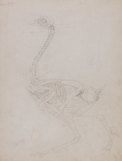 Estudo de uma ave, vista lateral, de uma exposição anatômica comparativa da estrutura do corpo humano com a de um tigre e uma ave comum, 1795-1806 (grafite em papel fino) de George Stubbs