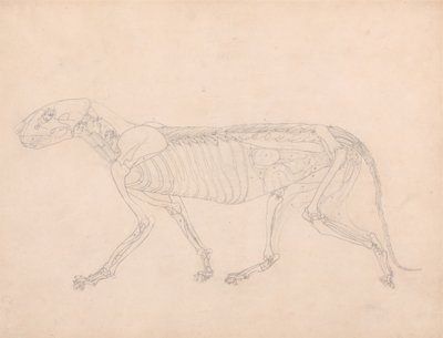 Estudo de um Tigre, Vista Lateral, Vísceras Abdominais Expostas, de Uma Exposição Anatômica Comparativa da Estrutura do Corpo Humano com a de um Tigre e uma Galinha Comum, c.1795-1806 (grafite em de George Stubbs