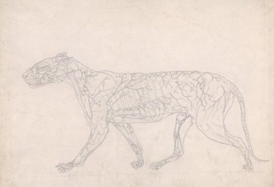 Estudo de um tigre, visão lateral, diagrama mostrando o suprimento de sangue subcutâneo, de uma exposição anatômica comparativa da estrutura do corpo humano com a de um tigre e uma ave comum, 1795- de George Stubbs