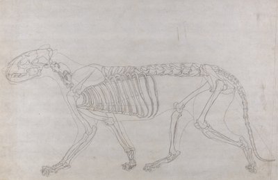 Estudo de um Tigre, Vista Lateral, de Uma Exposição Anatômica Comparativa da Estrutura do Corpo Humano com a de um Tigre e uma Galinha Comum, 1795-1806 (grafite em papel fino) de George Stubbs