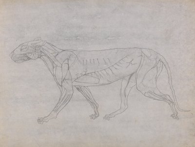 Estudo de um Tigre, Vista Lateral, de Uma Exposição Anatômica Comparativa da Estrutura do Corpo Humano com a de um Tigre e uma Galinha Comum, 1795-1806 (grafite em papel fino) de George Stubbs