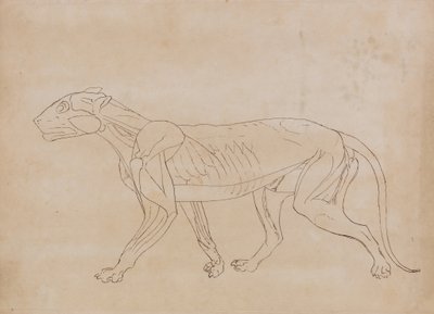 Estudo de um tigre, vista lateral, de uma exposição anatômica comparativa da estrutura do corpo humano com a de um tigre e uma ave comum, 1795-1806 (caneta e tinta preta sobre grafite em teceu pap de George Stubbs