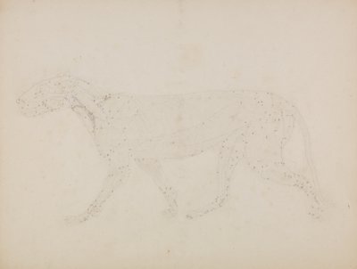 Estudo de um tigre, visão lateral, de &39;Uma exposição anatômica comparativa da estrutura do corpo humano com a de um tigre e uma ave comum&39; de George Stubbs