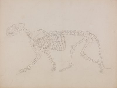 Estudo de um tigre, visão lateral, de &39;Uma exposição anatômica comparativa da estrutura do corpo humano com a de um tigre e uma ave comum&39; de George Stubbs