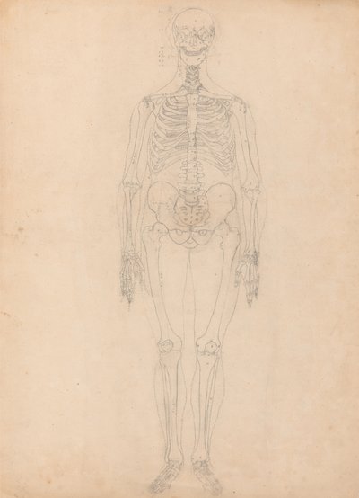 Estudo da figura humana, visão anterior, diagrama de Key to Table I, de uma exposição anatômica comparativa da estrutura do corpo humano com a de um tigre e uma ave comum, c.1795-1806 (g de George Stubbs