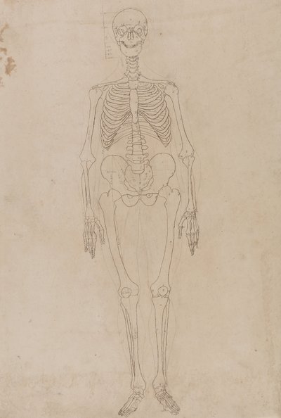 Estudo da figura humana, visão anterior, a partir de uma exposição anatômica comparativa da estrutura do corpo humano com a de um tigre e uma ave comum, c.1795-1806 (grafite e tinta sobre papel) de George Stubbs