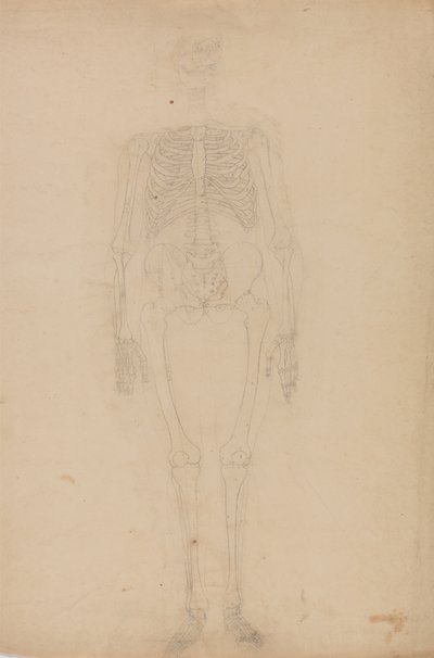 Estudo da figura humana, visão anterior, a partir de uma exposição anatômica comparativa da estrutura do corpo humano com a de um tigre e uma ave comum, c.1795-1806 (grafite sobre papel) de George Stubbs