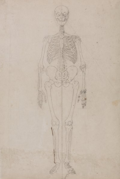 Estudo da figura humana, visão anterior, a partir de uma exposição anatômica comparativa da estrutura do corpo humano com a de um tigre e uma ave comum, c.1795-1806 (grafite e tinta sobre papel) de George Stubbs