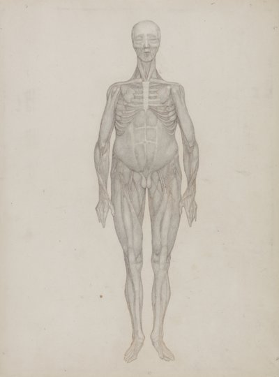 Estudo da figura humana, vista anterior, de &39;Uma exposição anatômica comparativa da estrutura do corpo humano com a de um tigre e uma ave comum&39;, c.1795-1806 (grafite em cartolina) de George Stubbs
