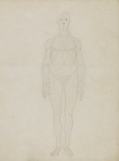 Estudo da Figura Humana, Vista Anterior, de &39;Uma exposição anatômica comparativa da estrutura do corpo humano com a de um tigre e uma ave comum&39; de George Stubbs