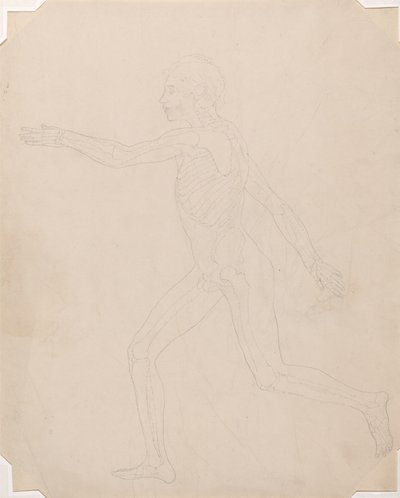 Estudo da figura humana, vista lateral, uma exposição anatômica comparativa da estrutura do corpo humano com a de um tigre e uma galinha comum, c.1795-1806 (grafite sobre papel de cartucho) de George Stubbs