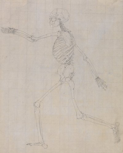 Estudo da Figura Humana, Vista Lateral, estudo finalizado para a Tabela III, de Uma Exposição Anatômica Comparativa da Estrutura do Corpo Humano com a de um Tigre e uma Galinha Comum, 1795-1806 (gr de George Stubbs