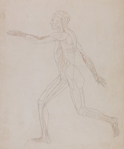 Estudo da figura humana, vista lateral, a partir de uma exposição anatômica comparativa da estrutura do corpo humano com a de um tigre e uma ave comum, c.1795-1806 (grafite sobre papel) de George Stubbs
