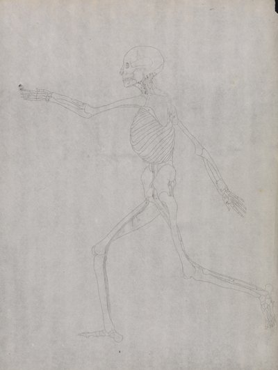 Estudo da figura humana, vista lateral, a partir de uma exposição anatômica comparativa da estrutura do corpo humano com a de um tigre e uma ave comum, 1795-1806 (grafite em papel pesado) de George Stubbs