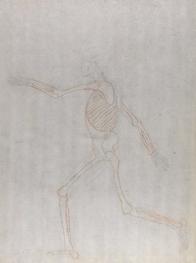 Estudo da figura humana, vista lateral, a partir de uma exposição anatômica comparativa da estrutura do corpo humano com a de um tigre e uma ave comum, 1795-1806 (grafite e giz vermelho em w de George Stubbs