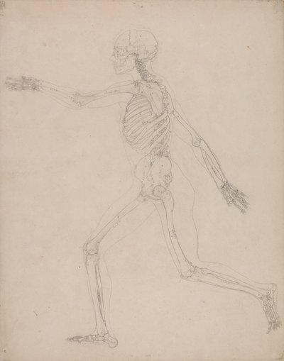 Estudo da figura humana, vista lateral, a partir de uma exposição anatômica comparativa da estrutura do corpo humano com a de um tigre e uma ave comum, 1795-1806 (grafite em papel pesado) de George Stubbs