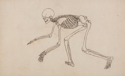 Estudo da figura humana, vista lateral, de uma exposição anatômica comparativa da estrutura do corpo humano com a de um tigre e uma ave comum, 1795-1806 (caneta e tinta sobre grafite em wov de George Stubbs