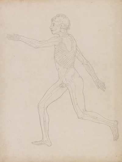 Estudo da figura humana, vista lateral, a partir de uma exposição anatômica comparativa da estrutura do corpo humano com a de um tigre e uma ave comum, 1795-1806 (grafite em papel pesado) de George Stubbs