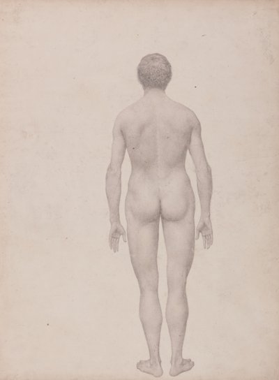 Estudo da Figura Humana, Vista Posterior, Undissected, Terminou o Estudo para a Tabela VII, a partir de uma exposição anatômica comparativa da estrutura do corpo humano com a de um tigre e uma ave comum de George Stubbs